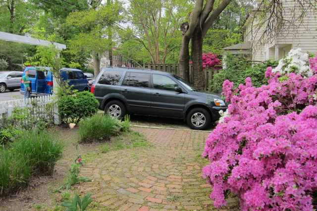MulberryTreeHondaPilotAzaleaBush