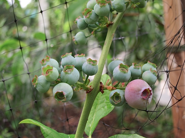 pink blueberry bush