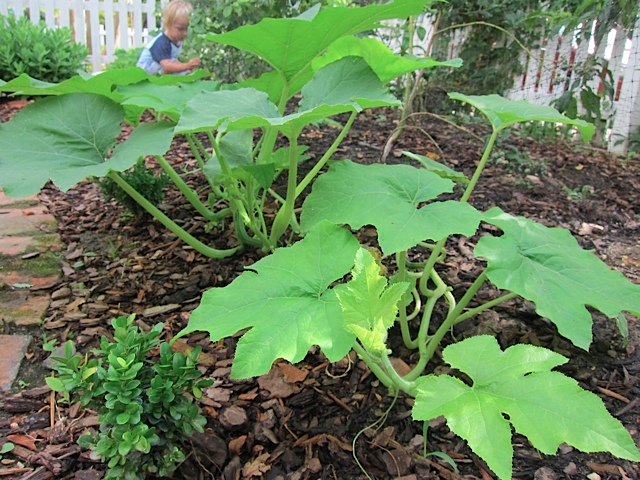 JackoLanternPumpkinVineGrowingGarden