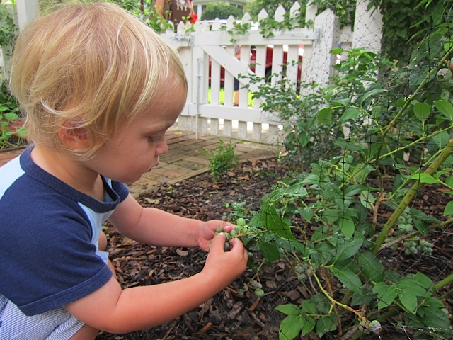 LukeChildEatingBlueberriesFrontYard