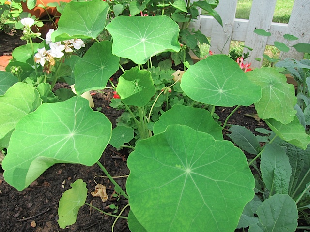 NasturtimumsGrowingGarden