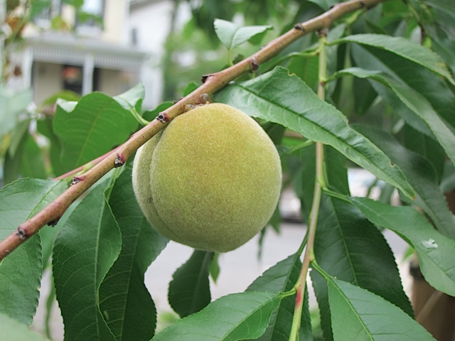 16 Edible Plants That Are Thriving in Our Front Yard Garden (and 3 That