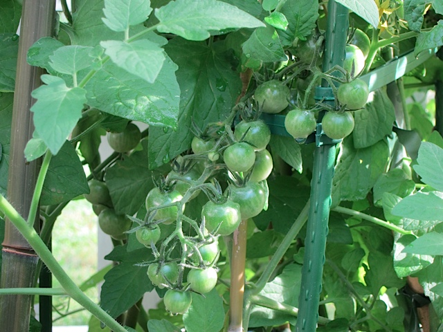 SungoldTomatoesGrowingGreenFrontYardGarden