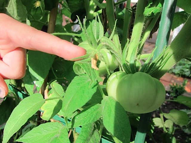 TomatoesGrowingEdibleFrontYard