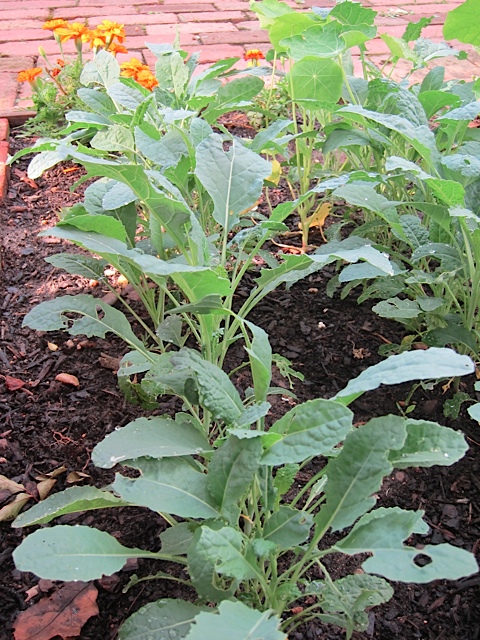TuscanKaleGrowingFrontYardGarden