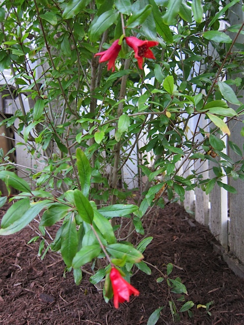 WonderfulPomegranateTreeFrontYard