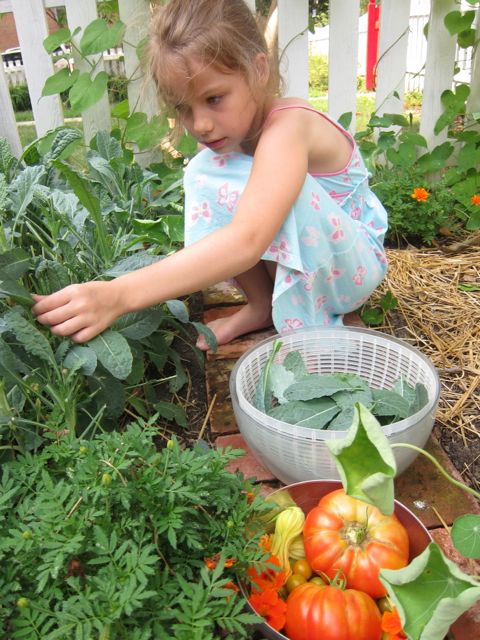 Child picking tomatoes