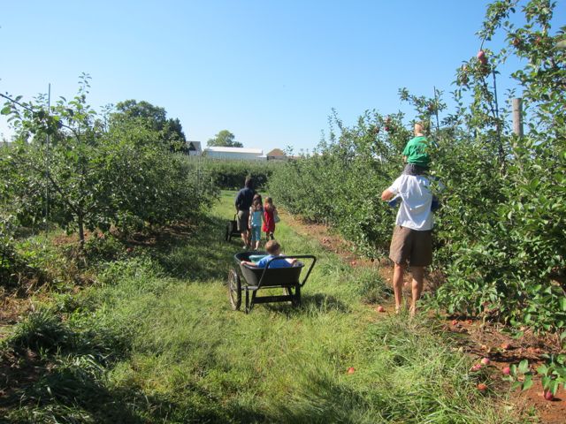 ApplePickingFedUpwithFrenzy